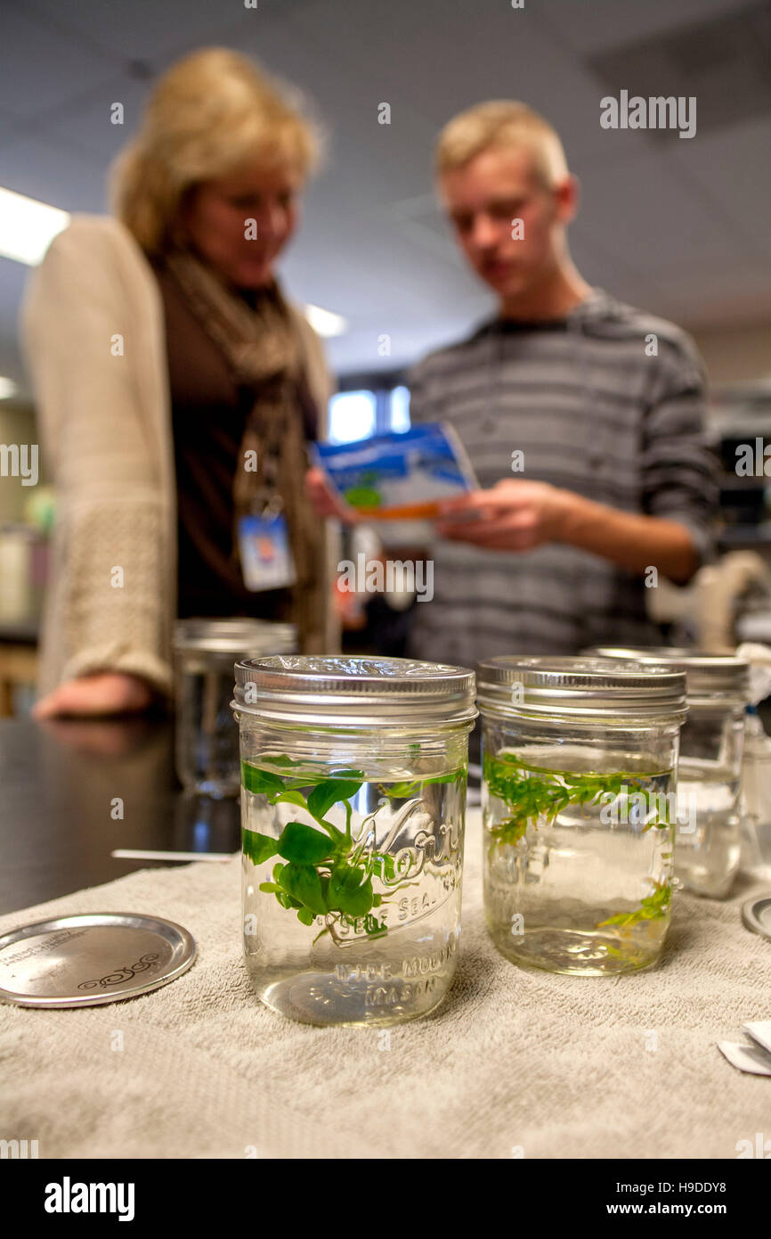 Mission Viejo, CA, Mittelschule STEM (Wissenschaft, Technik und Mathematik) Student führt eine gärtnerische Wasser-Reinheit-Labor-Experiment. Hinweis-Lehrer auf der linken Seite. Stockfoto