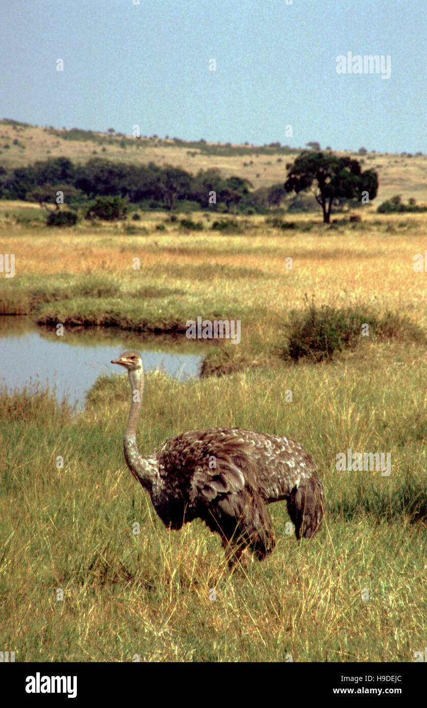 Weibliche Strauß, stehend in hohen Gräsern wegsehen von Kamera, Masai Mara, Kenia, Afrika Stockfoto