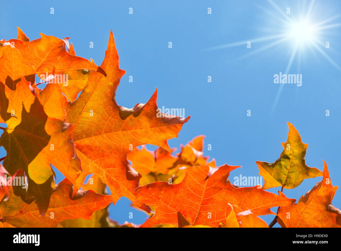 Goldene und orange Herbstlaub lässt auf ein Ahornbaum gegen blau, sonnig, Himmel Stockfoto