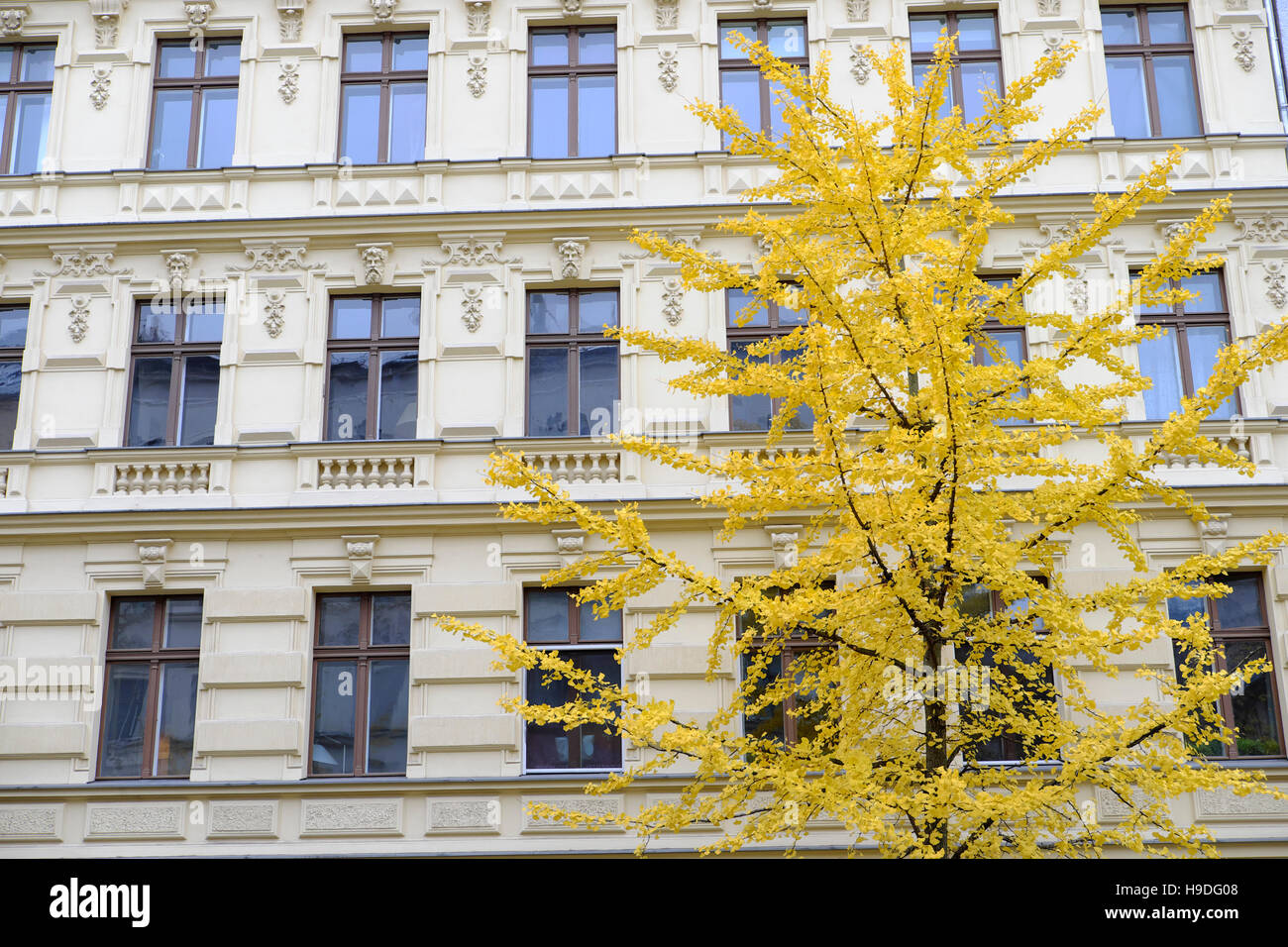 Gelbe Ginkgo Baum vor einem Mehrfamilienhaus Knaackstraße in Prenzlauer Berg Straße in Berlin, Deutschland Europa KATHY DEWITT Stockfoto