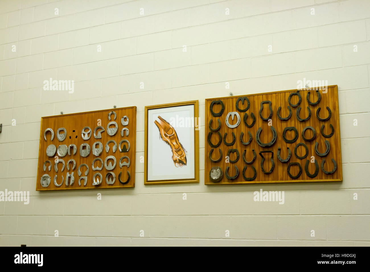 Anatomie des Pferdes Fuß skizzieren mit Auswahl von Schuhtypen an Wand. Stockfoto