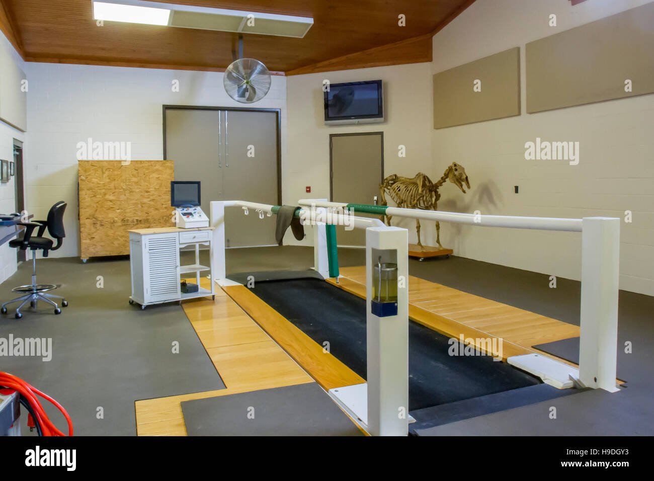 Equine Laufband, Überwachung, Ausrüstung und Skelett des Pferdes in der Tierklinik. Stockfoto