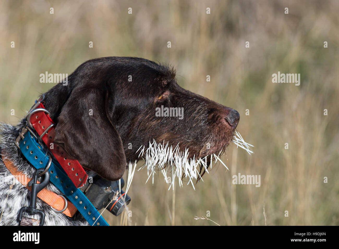 Ein Jagdhund mit einem Gesicht voller Stachelschweinborsten Stockfoto