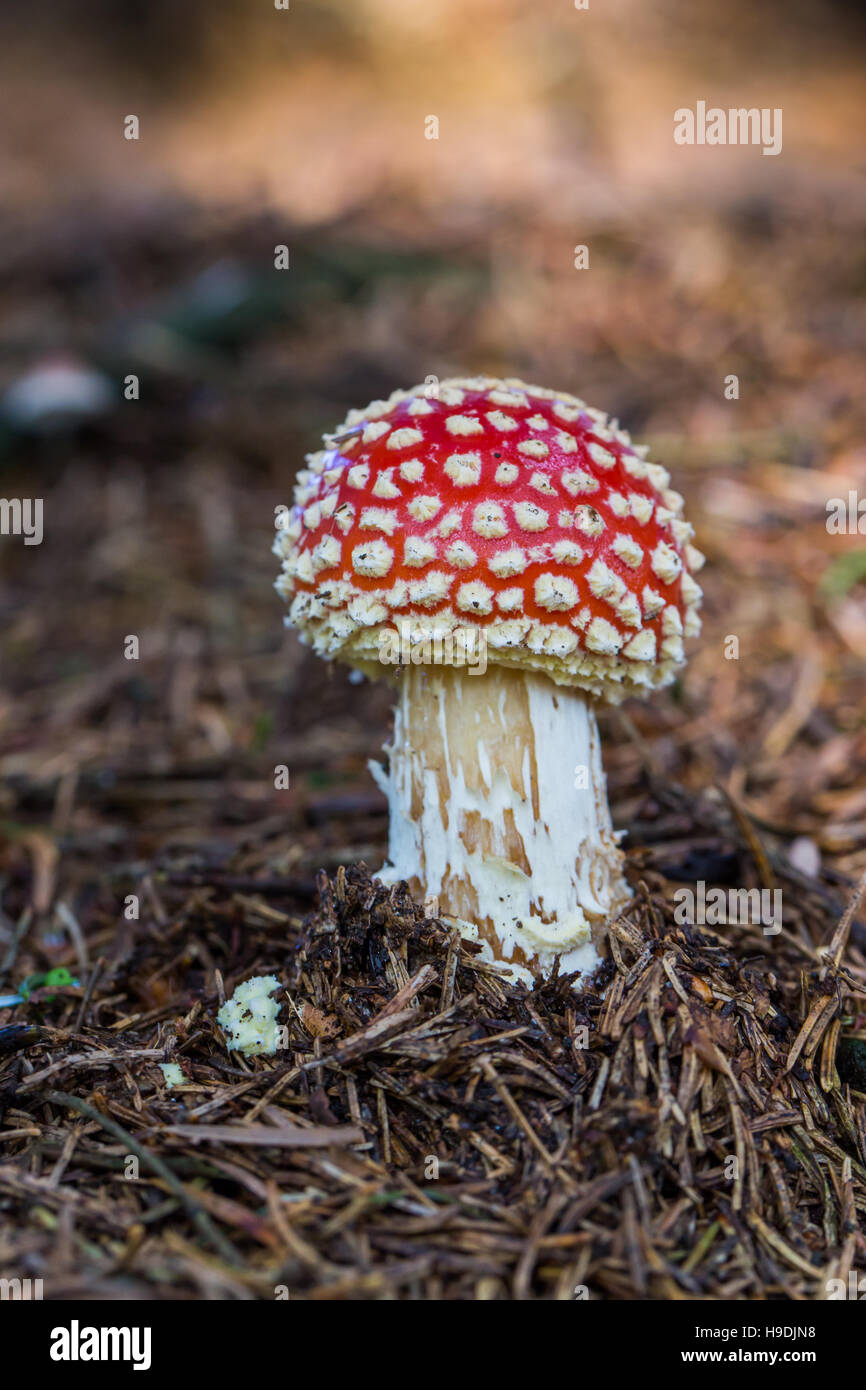 Eine natürliche Fliegenpilz Pilze in natürlicher Umgebung Stockfoto