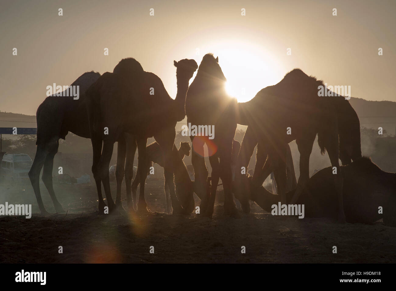 Kamele bei Sonnenuntergang die Camel Fair in Pushkar Rajasthan Indien Stockfoto