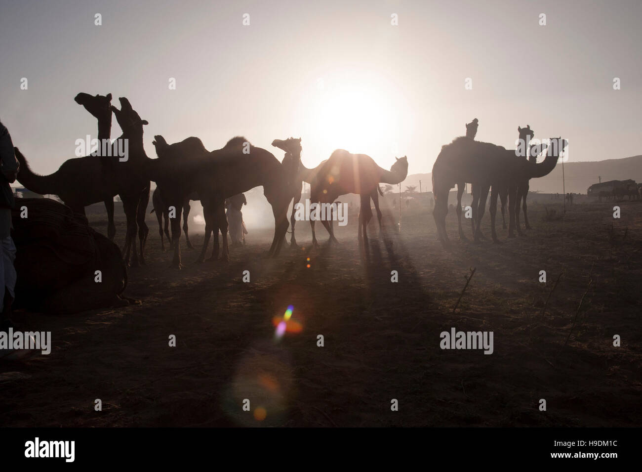 Kamele bei Sonnenuntergang die Camel Fair in Pushkar Rajasthan Indien Stockfoto