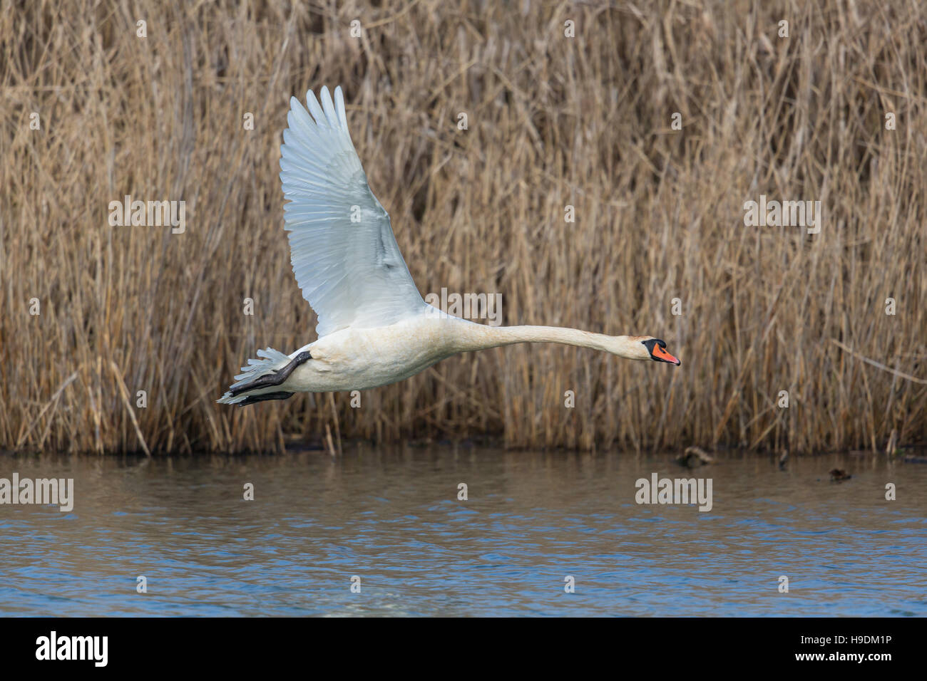 Höckerschwan (Cygnus Olor) während des Fluges mit natürlichen Hintergrund und Wasser Stockfoto