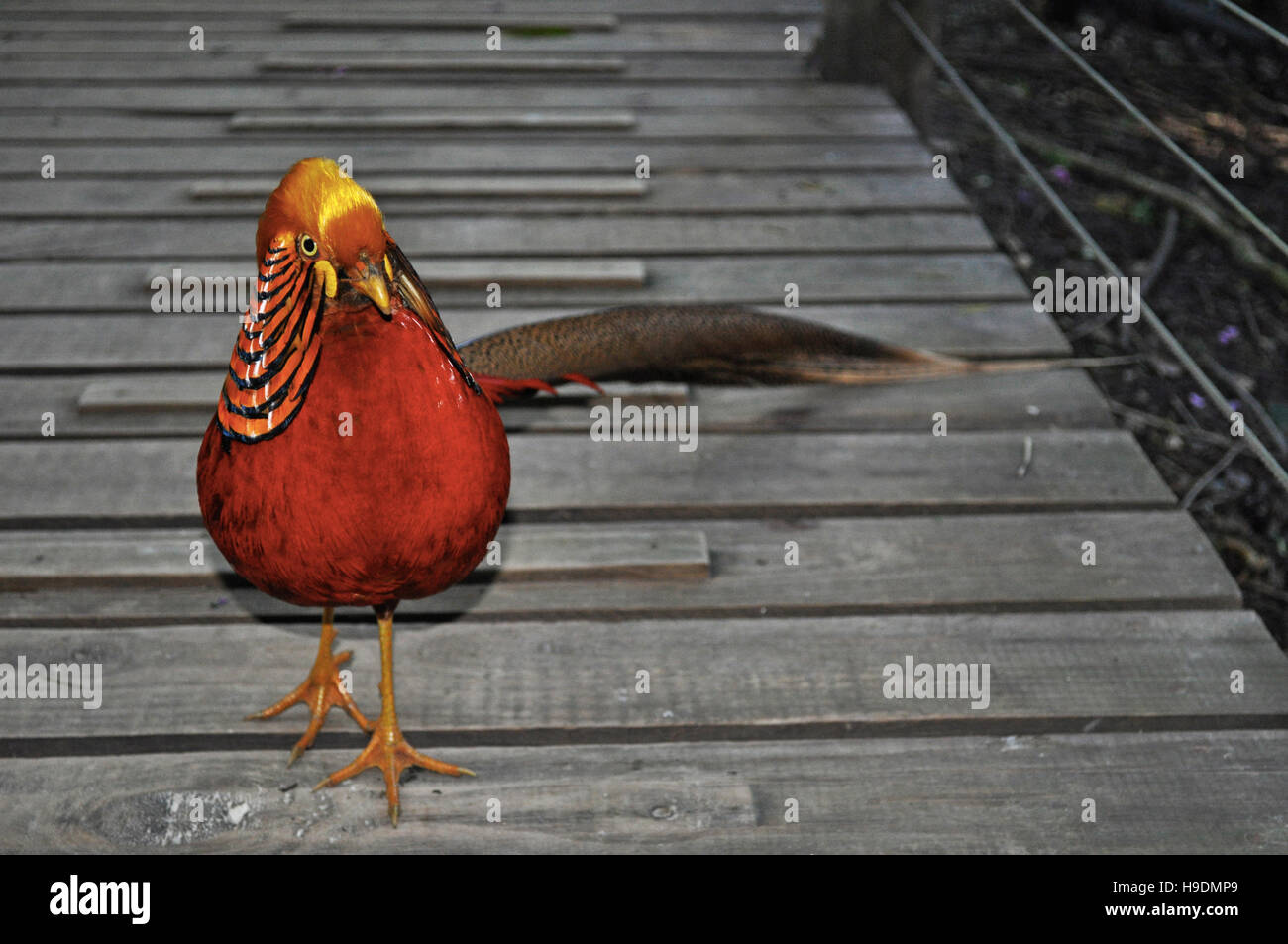 Südafrika: ein Goldfasan im Birds of Eden, der weltweit größten Freiflughalle und Vogelschutzgebiet in der Nähe von Plettenberg Bay Stockfoto