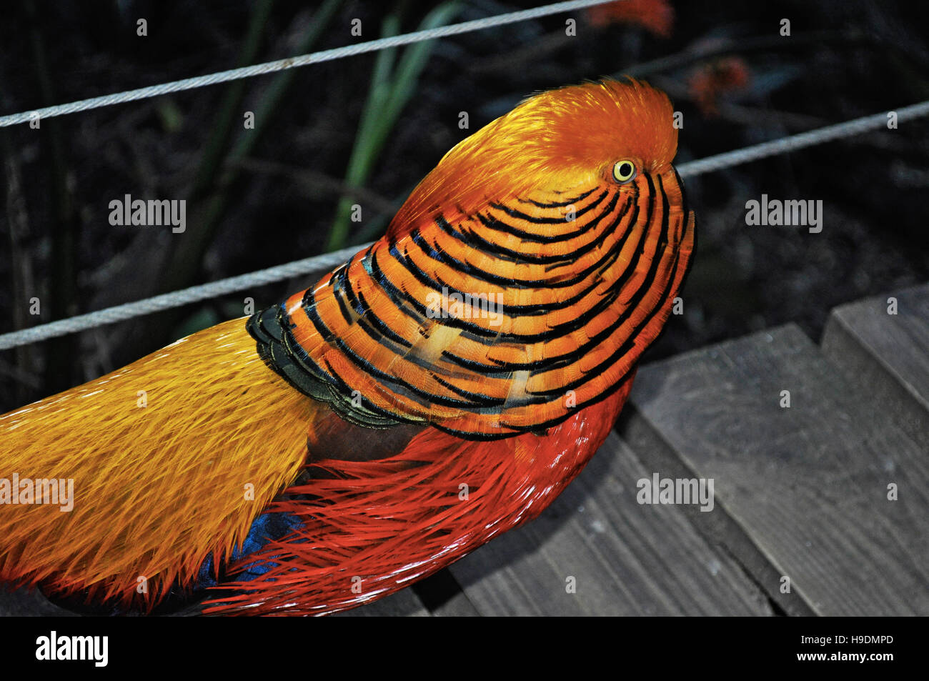 Südafrika: ein Goldfasan im Birds of Eden, der weltweit größten Freiflughalle und Vogelschutzgebiet in der Nähe von Plettenberg Bay Stockfoto