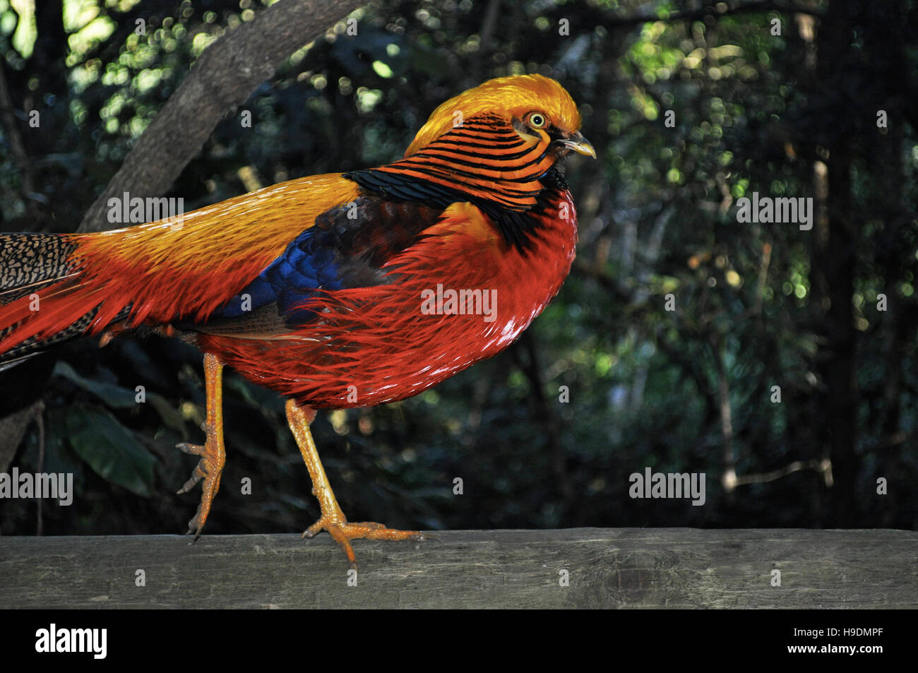 Südafrika: ein Goldfasan im Birds of Eden, der weltweit größten Freiflughalle und Vogelschutzgebiet in der Nähe von Plettenberg Bay Stockfoto