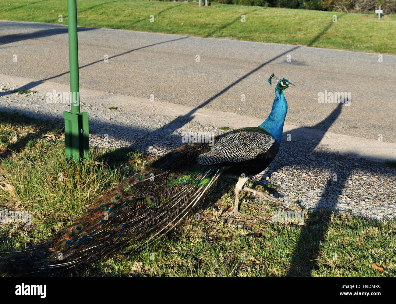 Südafrika, Garden Route: ein Pfau an Birds of Eden, der weltweit größten Freiflug Volière und Vogelschutzgebiet in der Nähe von Plettenberg Bay Stockfoto