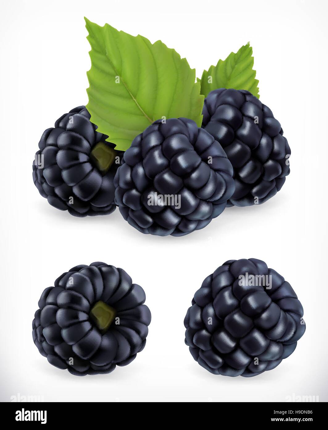 BlackBerry. Süße Früchte. Wald-Beere. 3D Vektor-Icons Set. Realistische Darstellung Stock Vektor