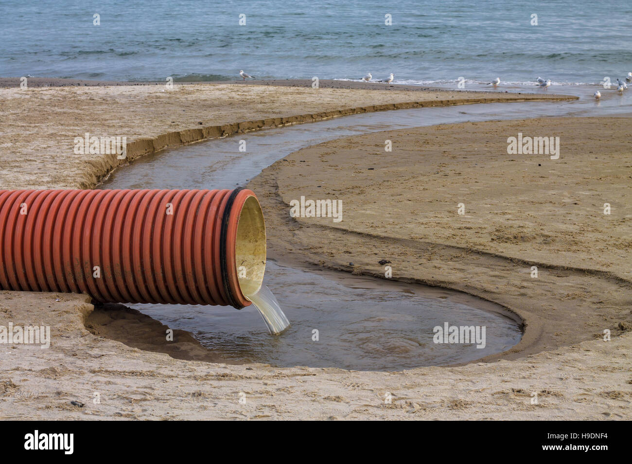 Umweltverschmutzung am Strand. Abwasserrohr oder Entwässerung, die Umwelt zu belasten. Vögel trinken Abwasser Stockfoto