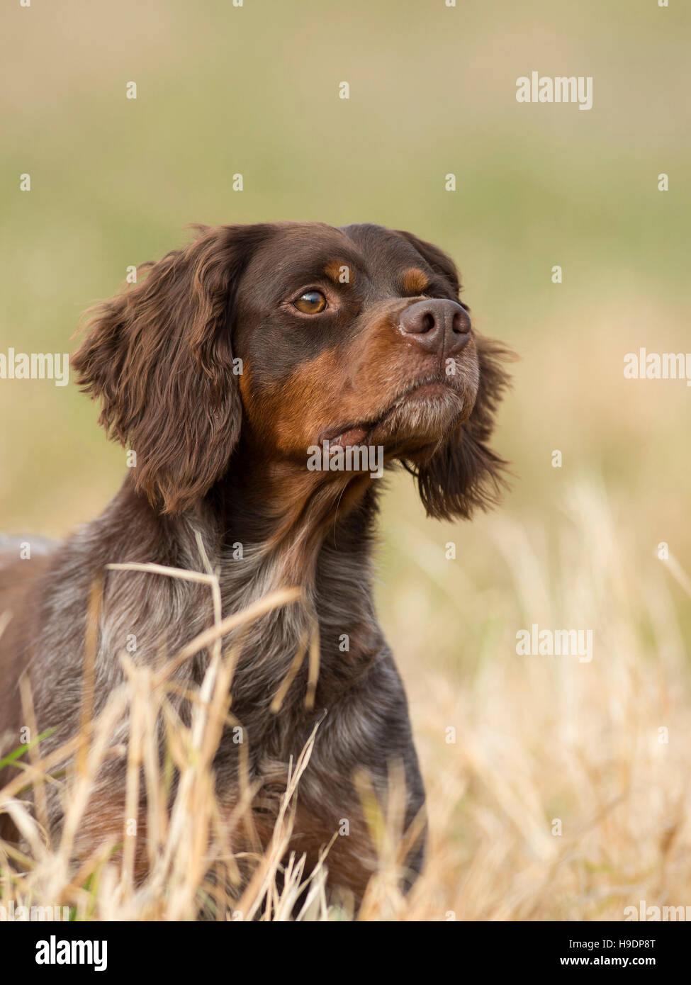 Eine französische Bretagne Spaniel Jagdhund Stockfoto
