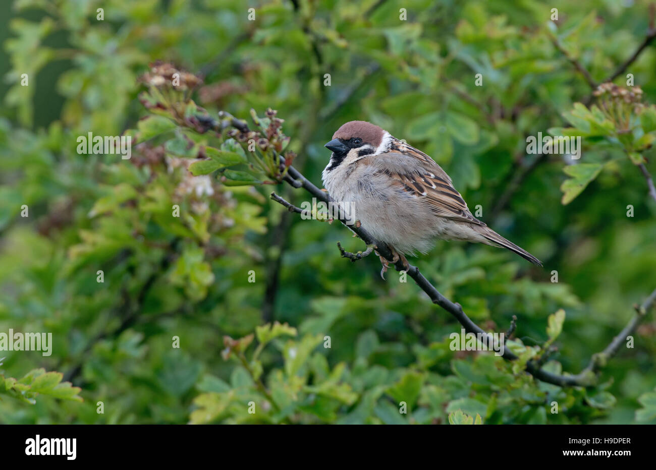 Eurasische Tree Sparrows Passer Montanus. UK Stockfoto
