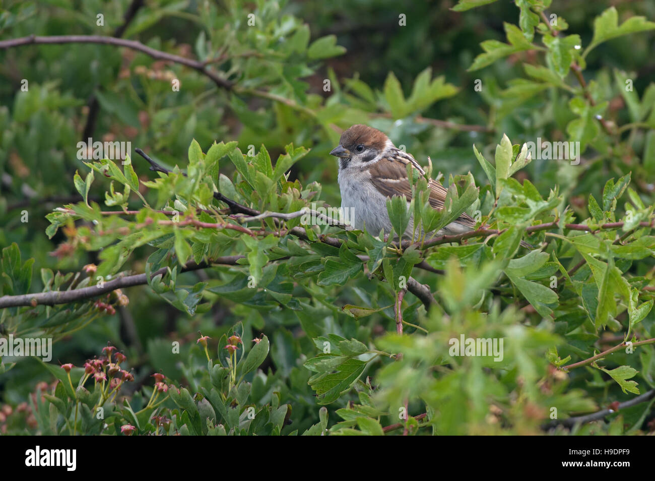 Eurasische Tree Sparrow Küken-Passer Montanus. UK Stockfoto