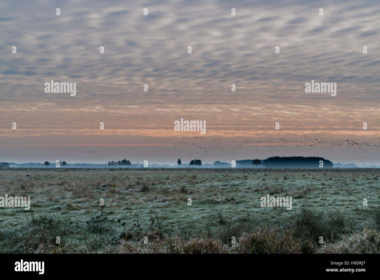Sonnenaufgang im Nationalpark Drentsche Aa, Niederlande. Der Himmel ist voller Klänge der großen Fraktionen der Vögel zu wärmeren Orten Stockfoto