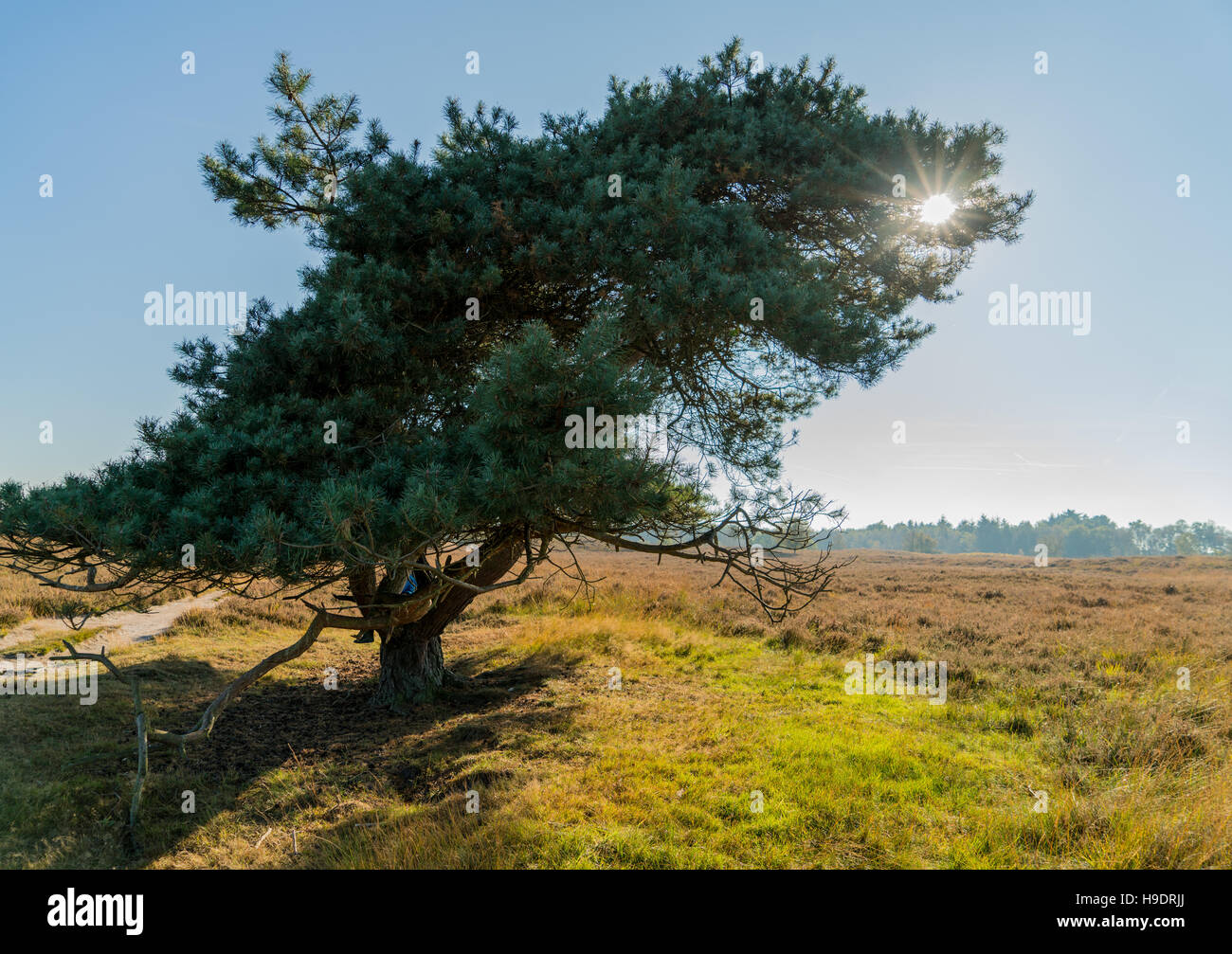 Was für ein toller Herbst Tag. Der Baum fängt das Licht auf die "Gasterse Duinen" in den Niederlanden Drenthe Stockfoto