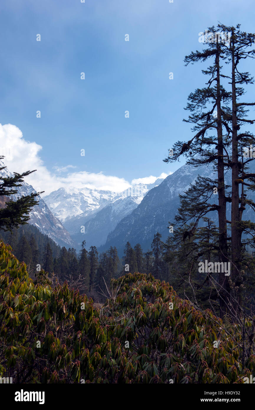 Das Lachung-Tal in der Nähe von Lachung Dorf in Nord-Sikkim, Indien. Stockfoto