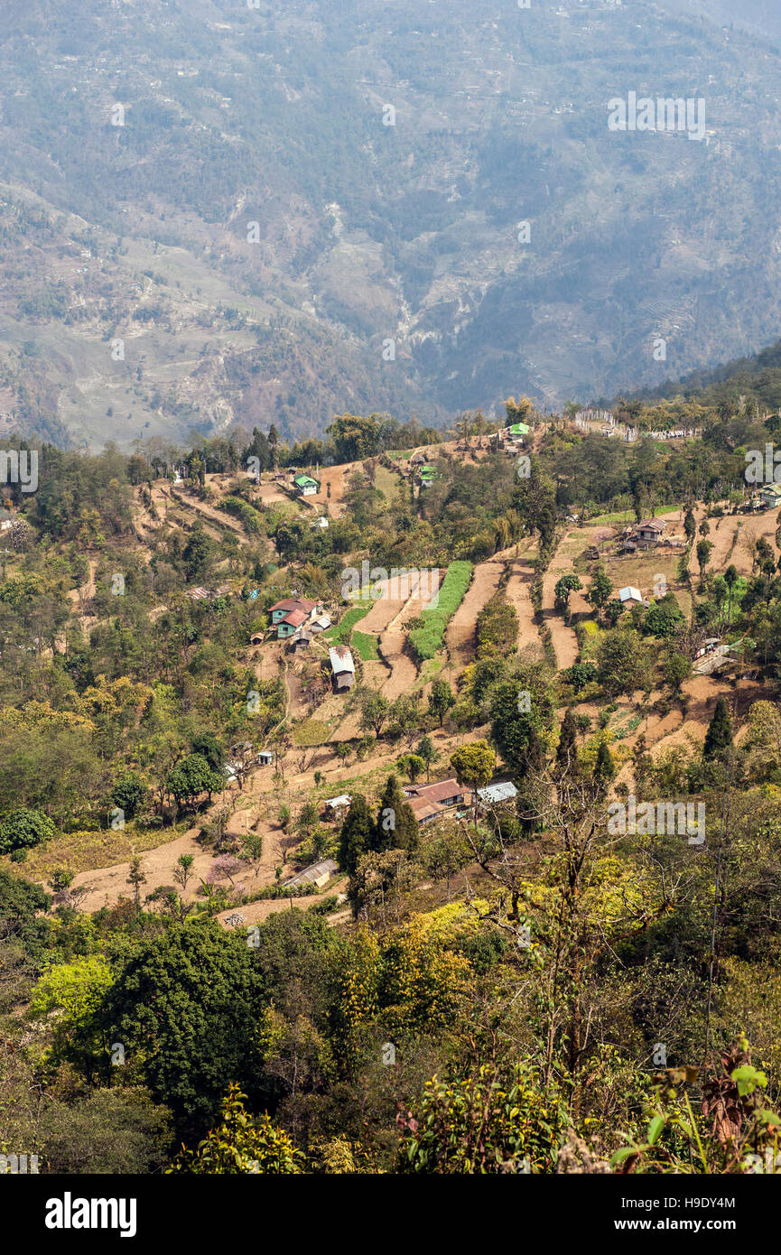 Kleine Betriebe an den Ausläufern des Himalaya in Sikkim, Indien. Sikkim ist das weltweit erste zertifizierte ökologische Landwirtschaft. Stockfoto