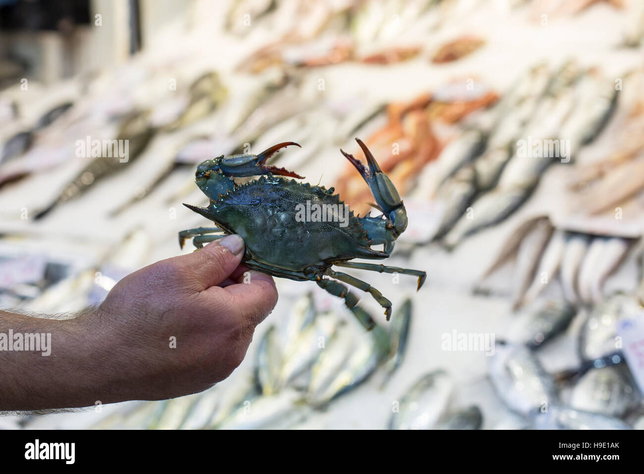 Auswahl an Fisch und Meeresfrüchten auf Griechenland Regionalmarkt. Stockfoto