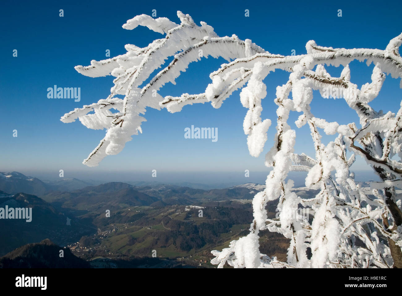 Schnee-bedeckten Baum Stockfoto