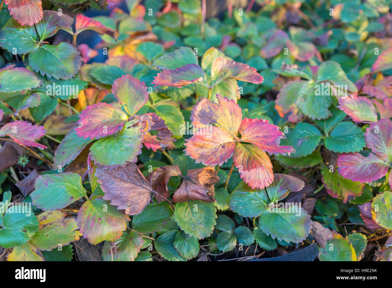 Erdbeerpflanzen, Farbwechsel im Herbst Blätter Stockfotografie Alamy