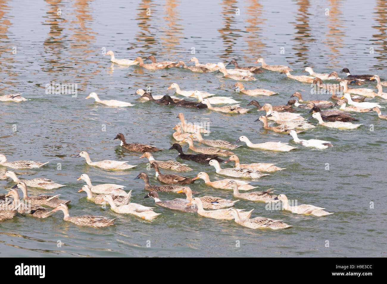 Eine Herde von Enten, Amarapura Taungmyo See, Region Mandalay, Myanmar Stockfoto