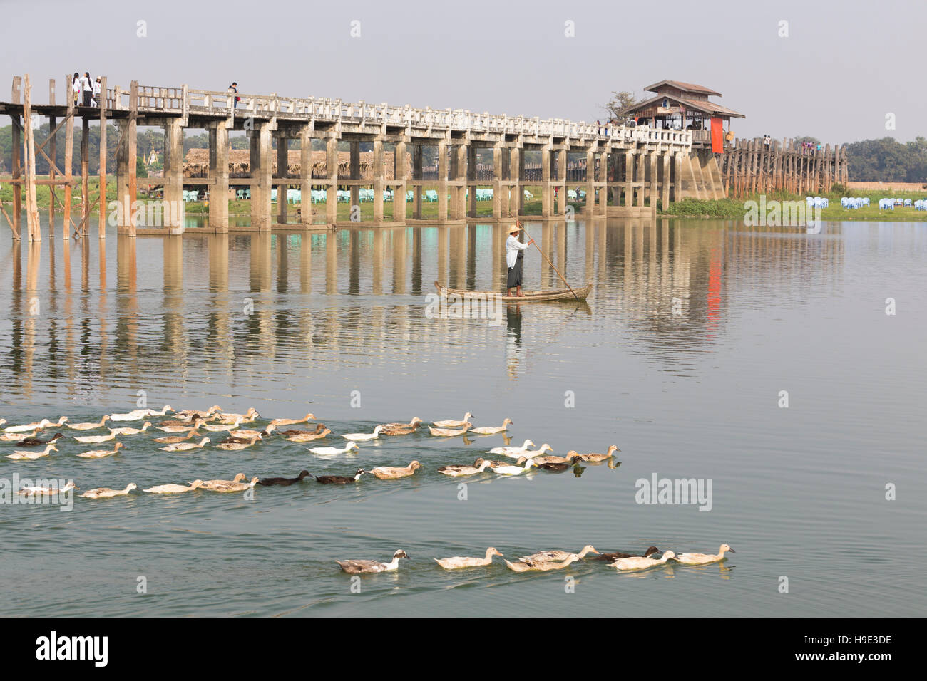 Eine Ente-Züchter und seine Herde unter U Bein Brücke auf Amarapuras Taungmyo See, Region Mandalay, Myanmar Stockfoto