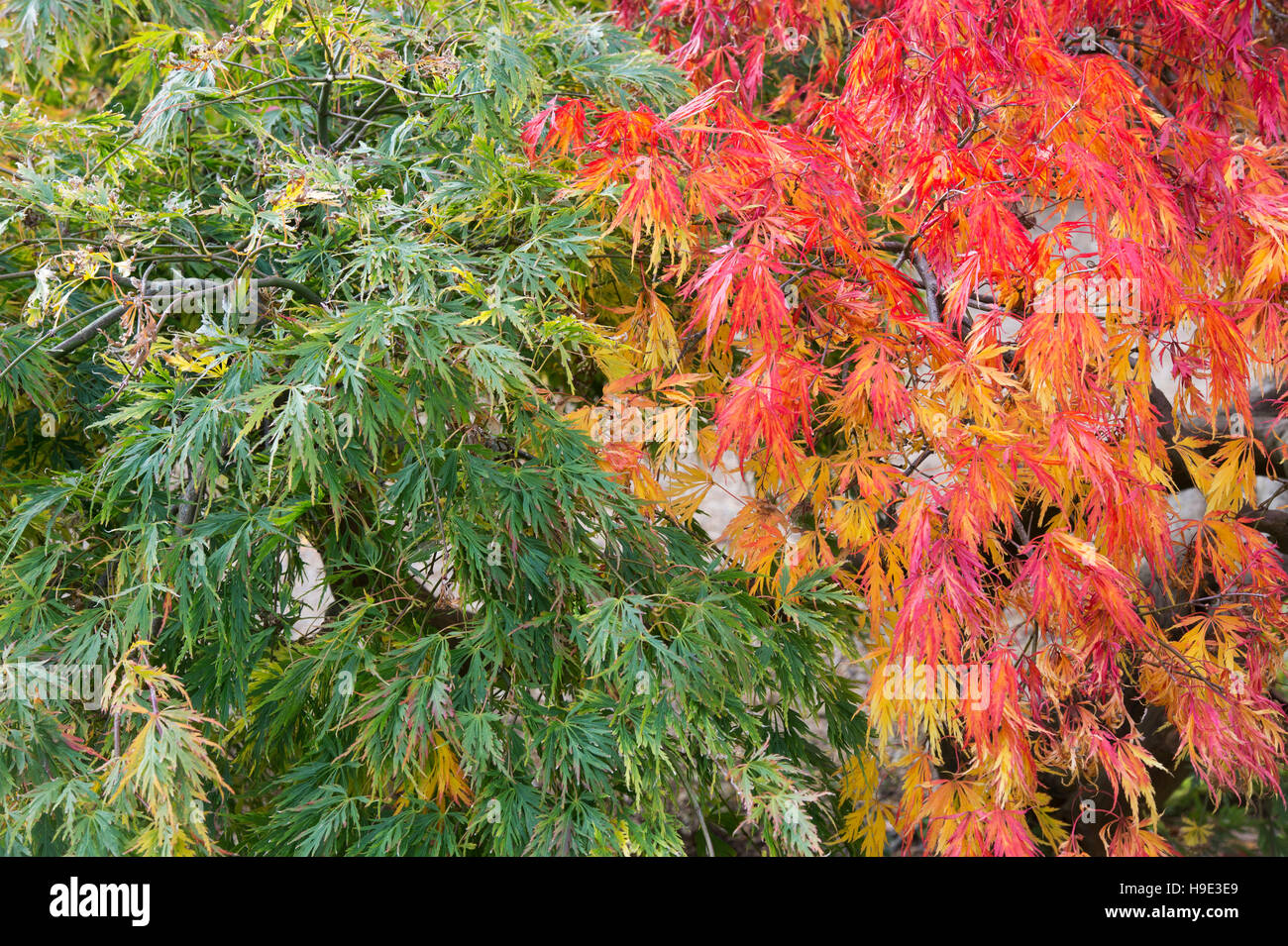 Acer Palmatum Dissectum im Herbst. Japanische Ahorn im Herbst Farbwechsel Stockfoto