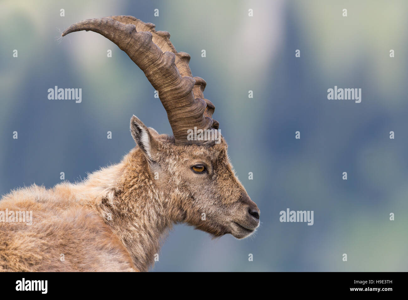 Porträt von ein Steinbock-Steinbock in natürlicher Umgebung Stockfoto