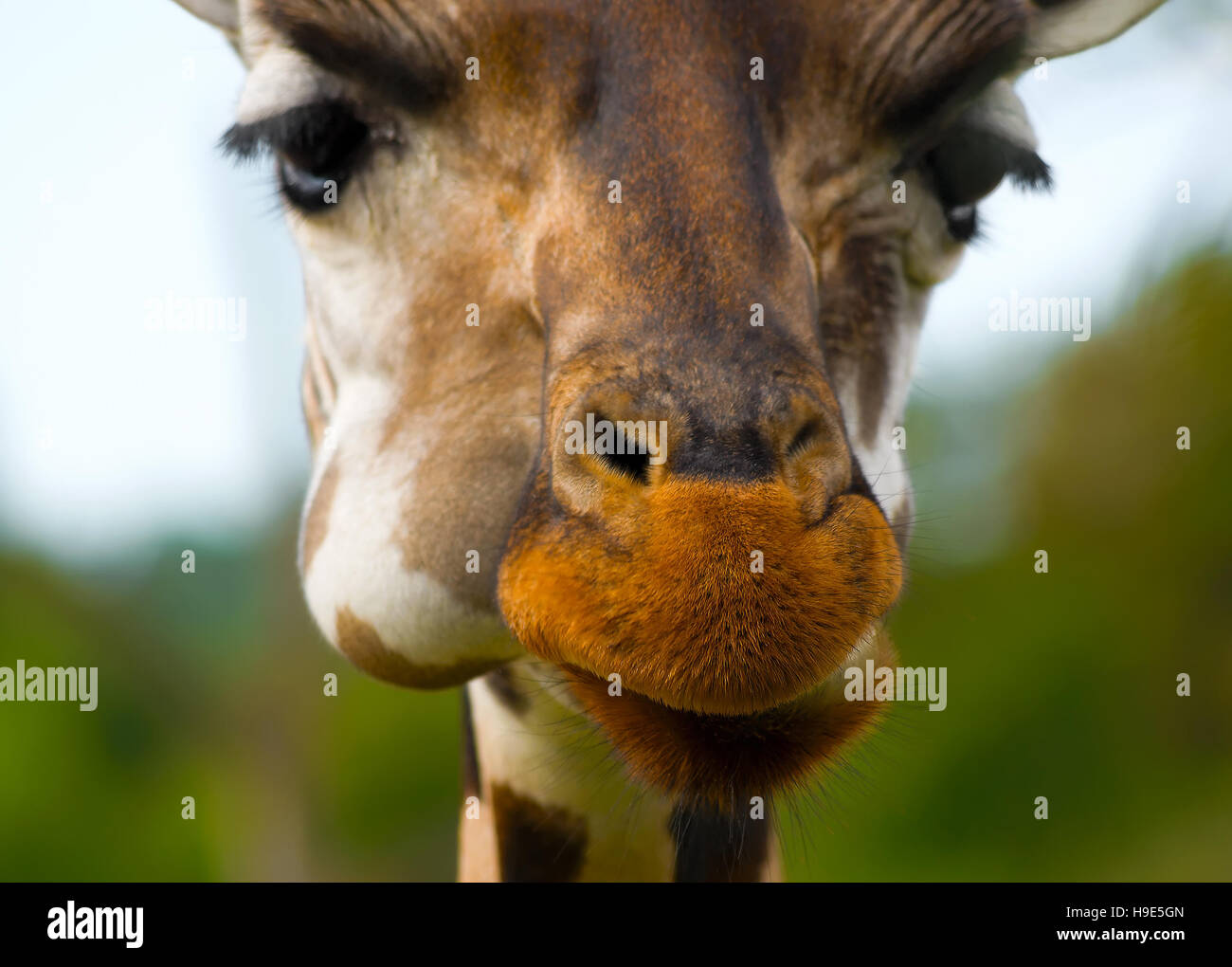 Nahaufnahme Foto eine niedliche Giraffe Fang in einem flachen Fokus mit einem Fokus auf seine flauschige Nase. Stockfoto