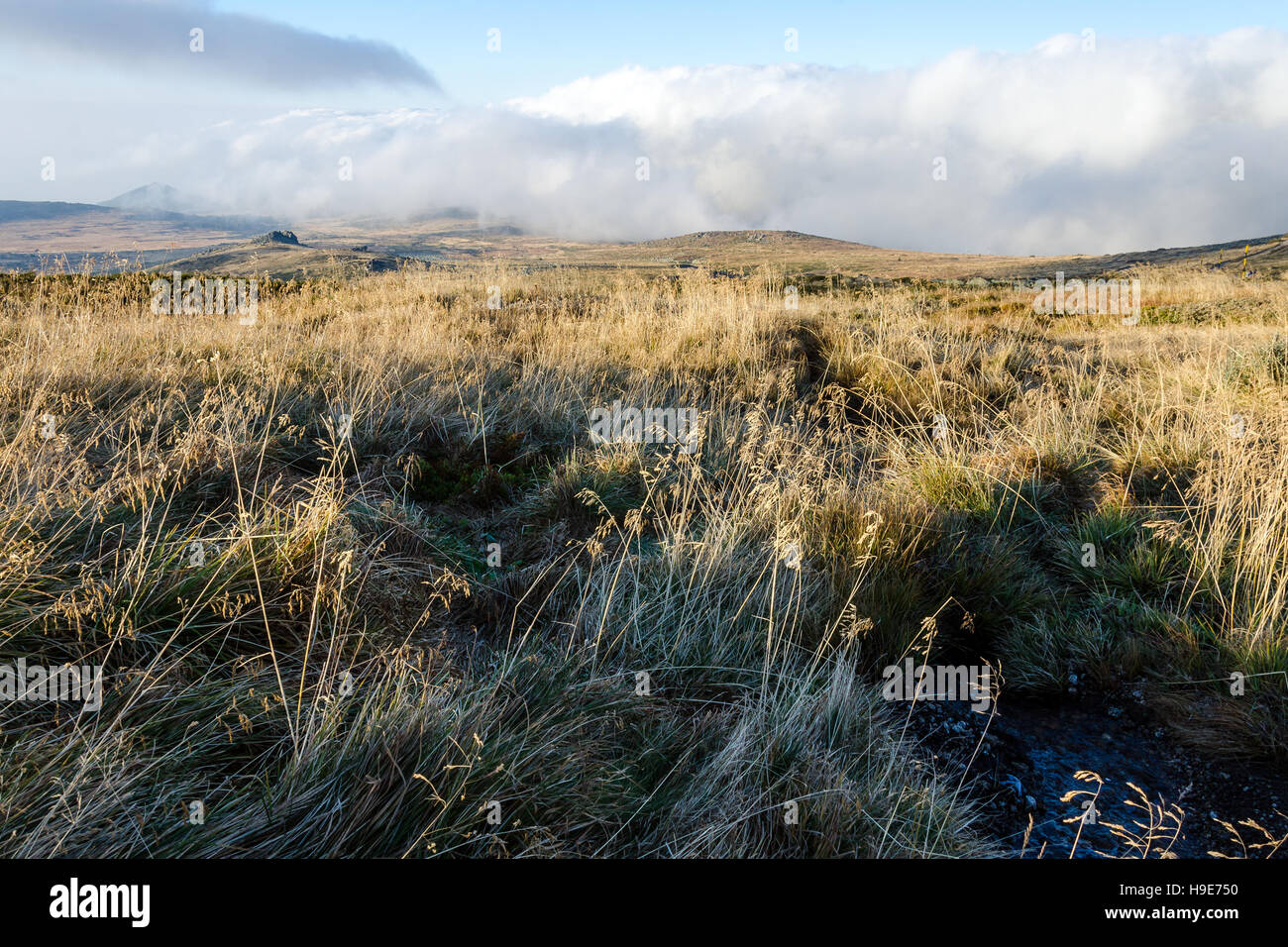 Getrocknete Grass und Wolken am Vitosha Berg, Bulgarien Stockfoto