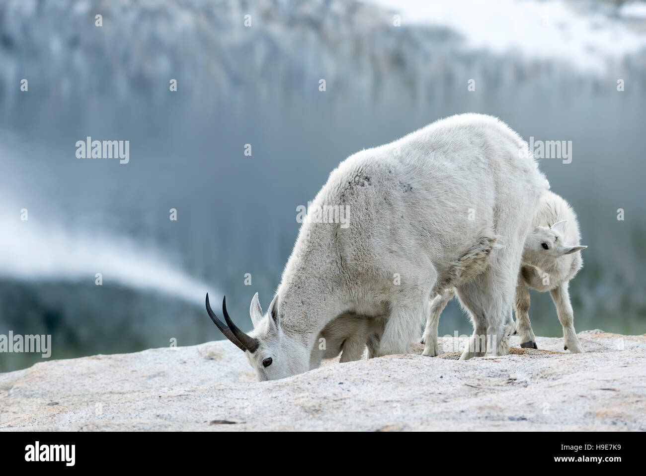 Bergziege-Nanny Pflege eines ihrer Kinder, Wallowa Mountains, Oregon. Stockfoto