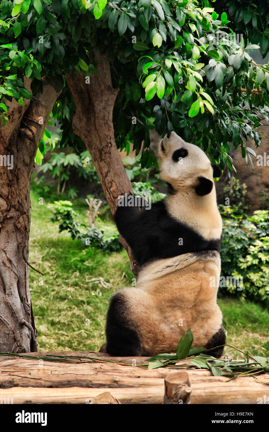 Großer Panda im Zoo von Hong Kong Stockfoto