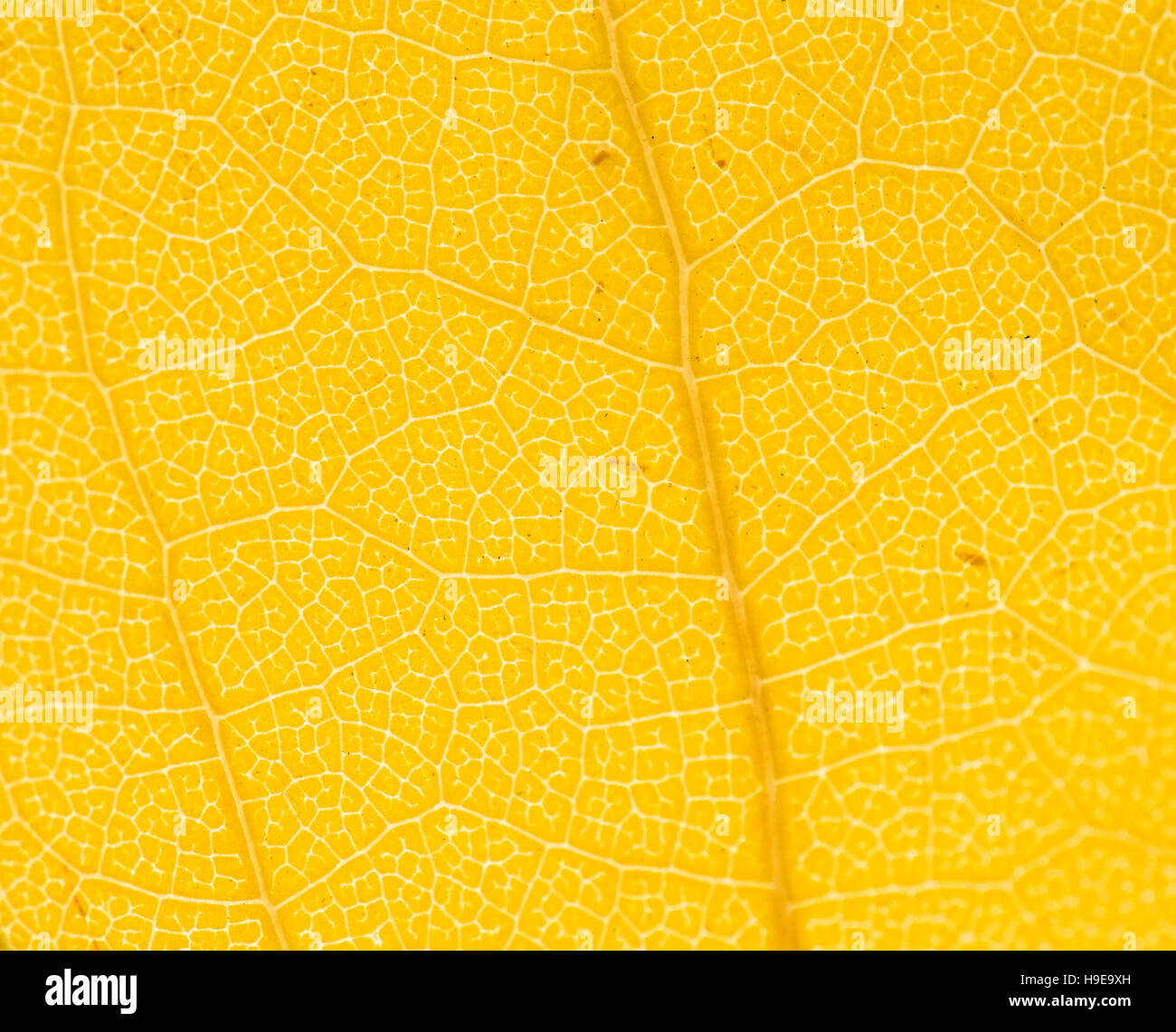 Schließen Sie detaillierte Makro von einem bunten Herbst Blatt zeigt die Textur, Venen und Muster. Stockfoto