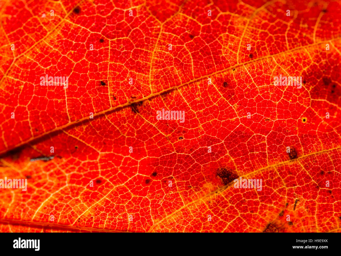 Schließen Sie detaillierte Makro von einem bunten Herbst Blatt zeigt die Textur, Venen und Muster. Stockfoto