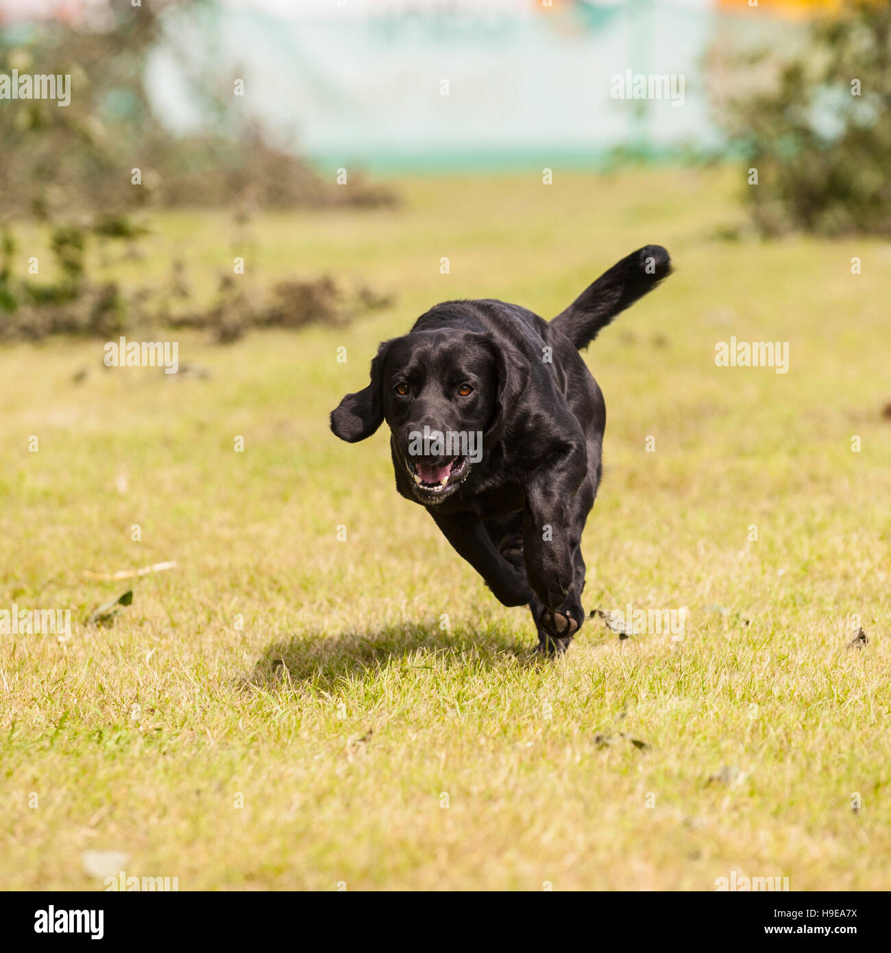 Arbeitenden Jagdhund auf der Royal Norfolk Show im Showground, Norwich, Norfolk, England, Großbritannien, Uk Stockfoto