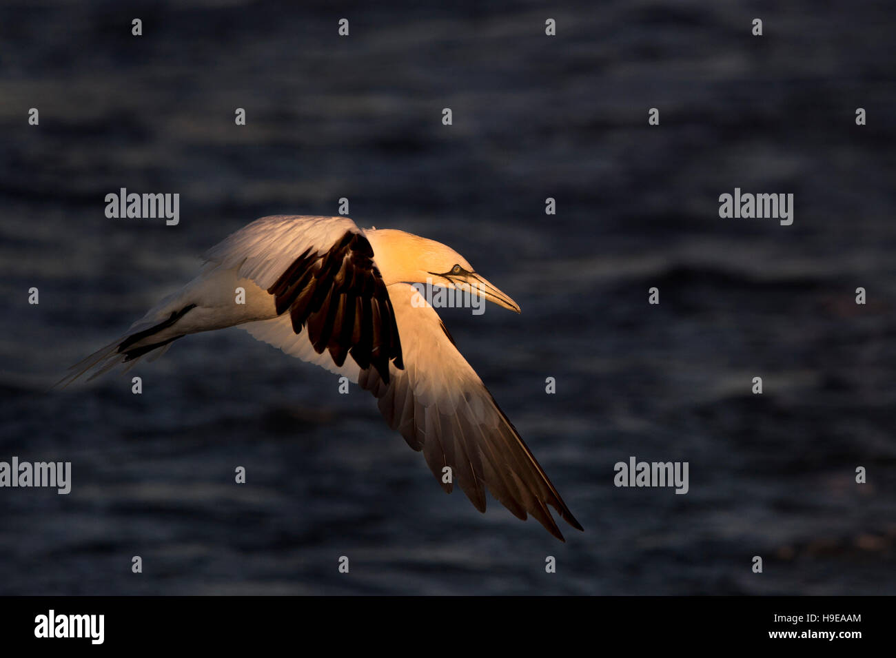 Ein Erwachsener, die Basstölpel über den Ozean als Spotlight der Sonne fliegt glänzt auf dem Kopf des Vogels. Stockfoto