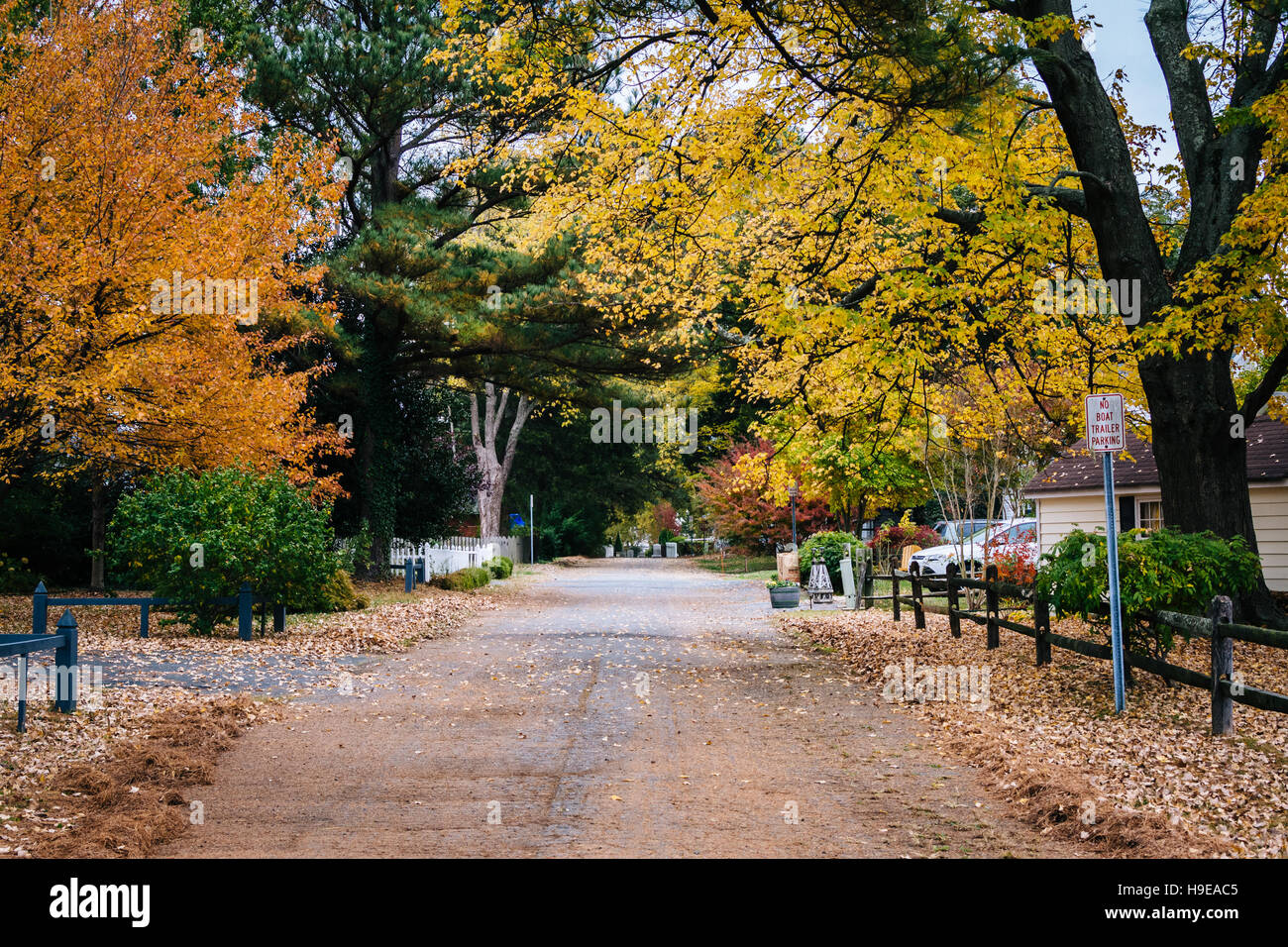 Herbstfarbe entlang einer Straße in St. Michaels, Maryland. Stockfoto