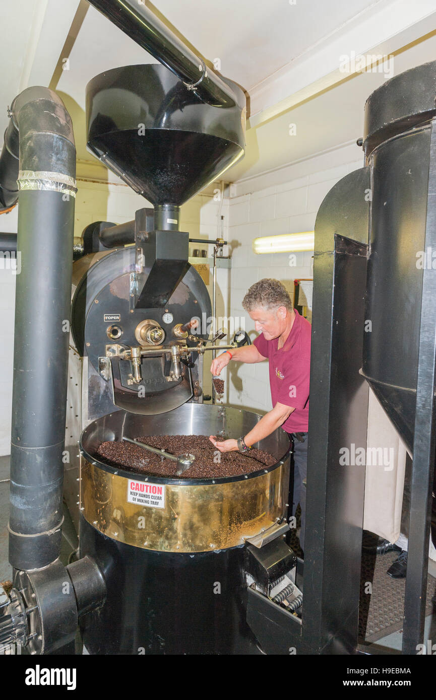 Craig Kelly den Kopf Röster überprüfen die Bohnen auf die Röstmaschine bei Green Farm Kaffee in Rackheath, Norwich, Norfolk, England, Großbritannien, Uk Stockfoto