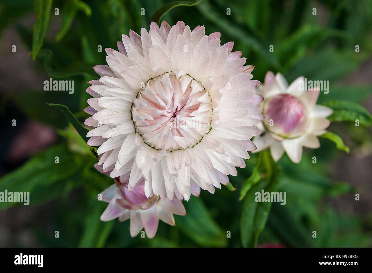 Helichrysum oder Stroh Blume im Garten. Streublumen, wissenschaftlicher Name ist Helichrysum Bracteatum. Stockfoto