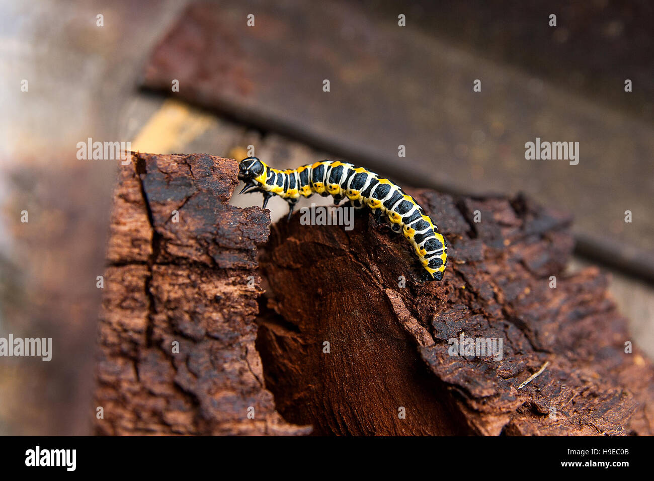 Wunderschöne Raupe kriecht auf Stück alte braune Holz. Raupe von der alten Welt-Schwalbenschwanz (Papilio Machaon), ein Schmetterling von der Familie Papilio Stockfoto