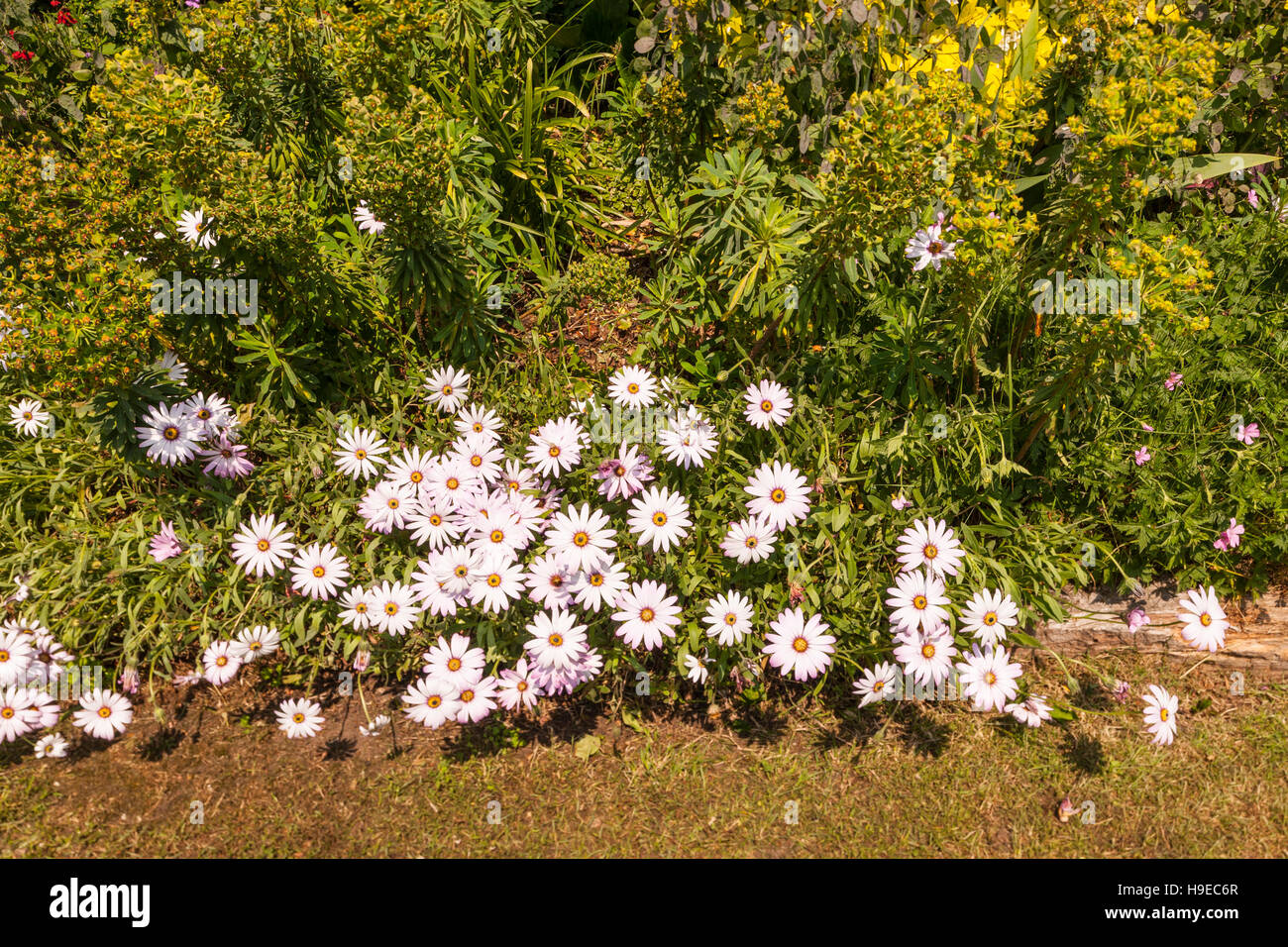 Kap-Gänseblümchen Gänseblümchen wachsen in einem britischen Garten Stockfoto