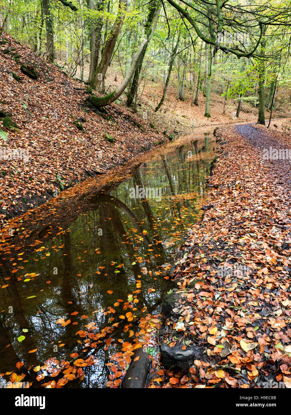 Schwimmende Blätter und Reflexionen in Skipton Schloß Wald im Herbst Skipton North Yorkshire England Stockfoto