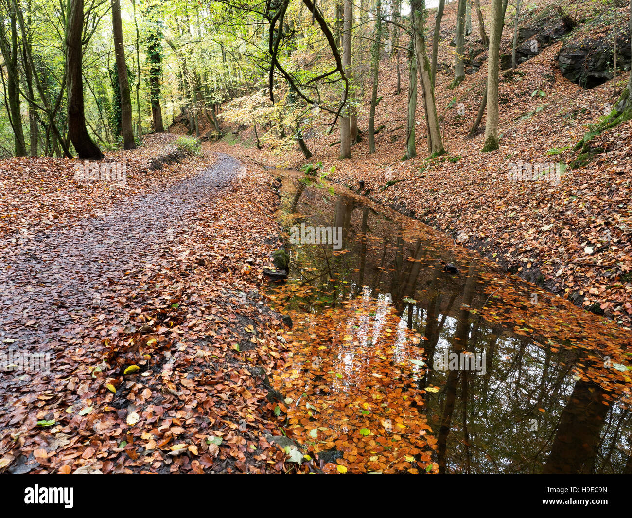 Wanderweg durch stilles Wasser durch Skipton Schloß Wald im Herbst Skipton North Yorkshire England Stockfoto