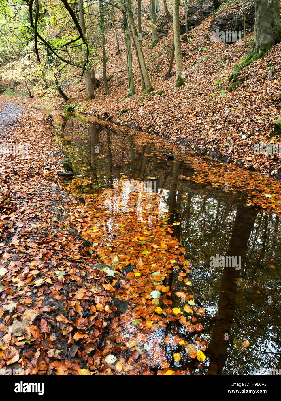Schwimmende Blätter und Reflexionen in Skipton Schloß Wald im Herbst Skipton North Yorkshire England Stockfoto