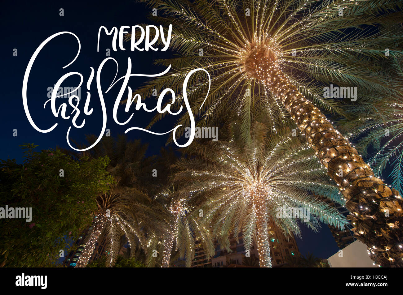 Hintergrund-Palme mit Text Frohe Weihnachten. Kalligraphie und Schriftzug Stockfoto