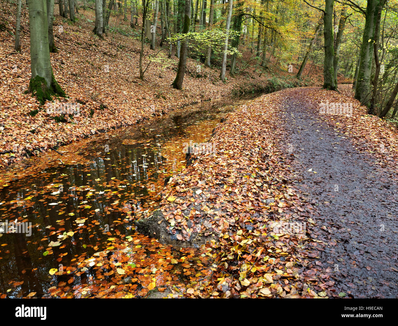 Wanderweg durch stilles Wasser durch Skipton Schloß Wald im Herbst Skipton North Yorkshire England Stockfoto