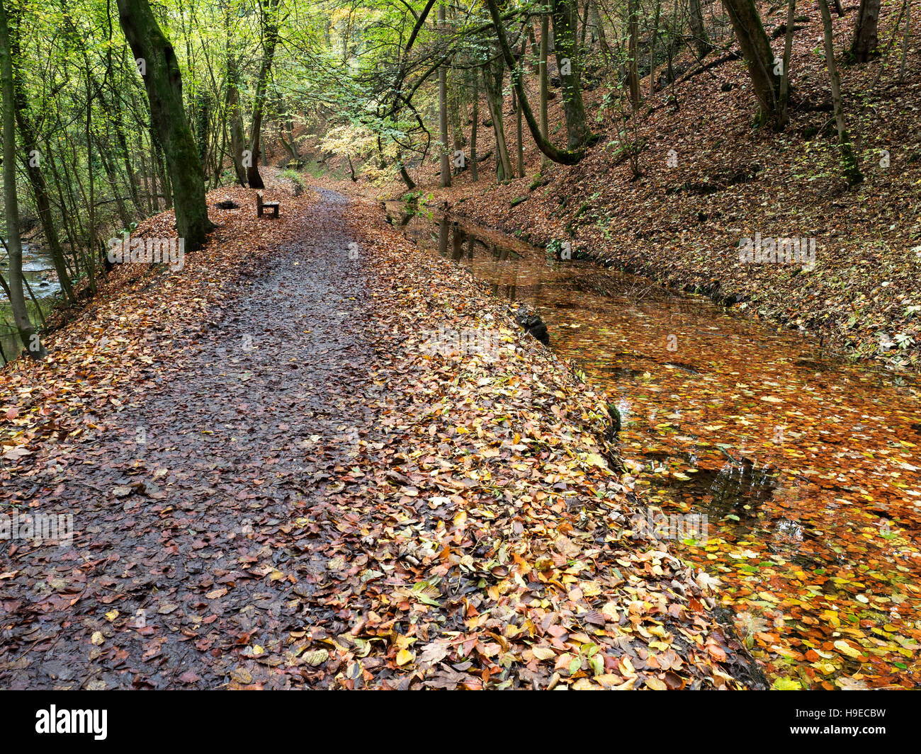 Wanderweg durch stilles Wasser durch Skipton Schloß Wald im Herbst Skipton North Yorkshire England Stockfoto